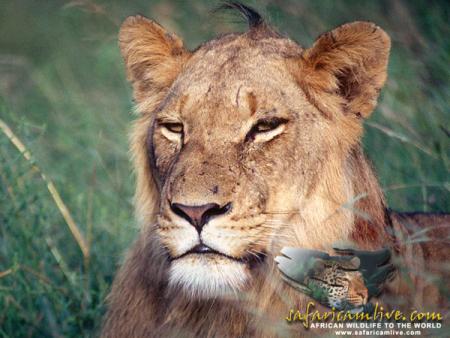 lione